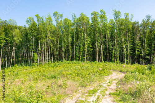 Obraz na płótnie deforestation beech forest in carpathian mountains. sunny day. world climate change disaster w salonie