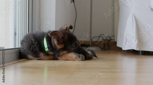 A adorable puppy German Shepherd lies quietly on the floor, basking in gentle sunlight coming through a window. Its fur is soft, and a green collar adds a touch of color to the peaceful setting.