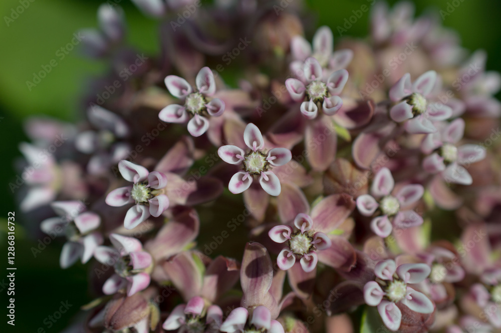 Close up image of the pink flowers of a Common Milkweed (Asclepias syriaca) plant Close up image of the pink flowers of a Common Milkweed (Asclepias syriaca) plant