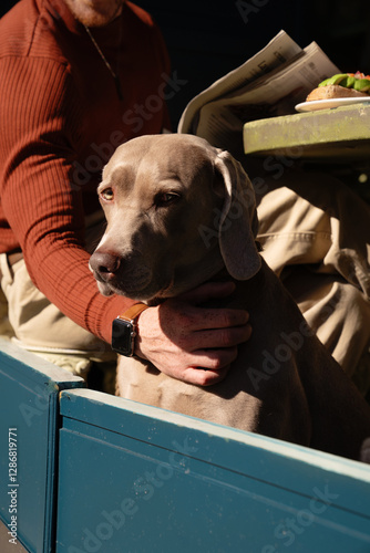 Cute grey dog ​​with his owner on the terrace of a cafe with sunlight