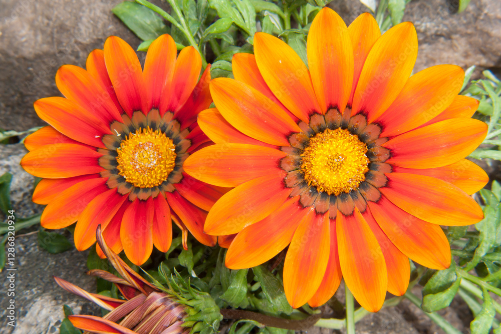 The photo shows a close-up of two bright gazania flowers. The petals have a rich orange color with dark spots at the base. The flowers look healthy and fresh. The photo shows a close-up of two bright gazania flowers. The petals have a rich orange color with dark spots at the base. The flowers look healthy and fresh.