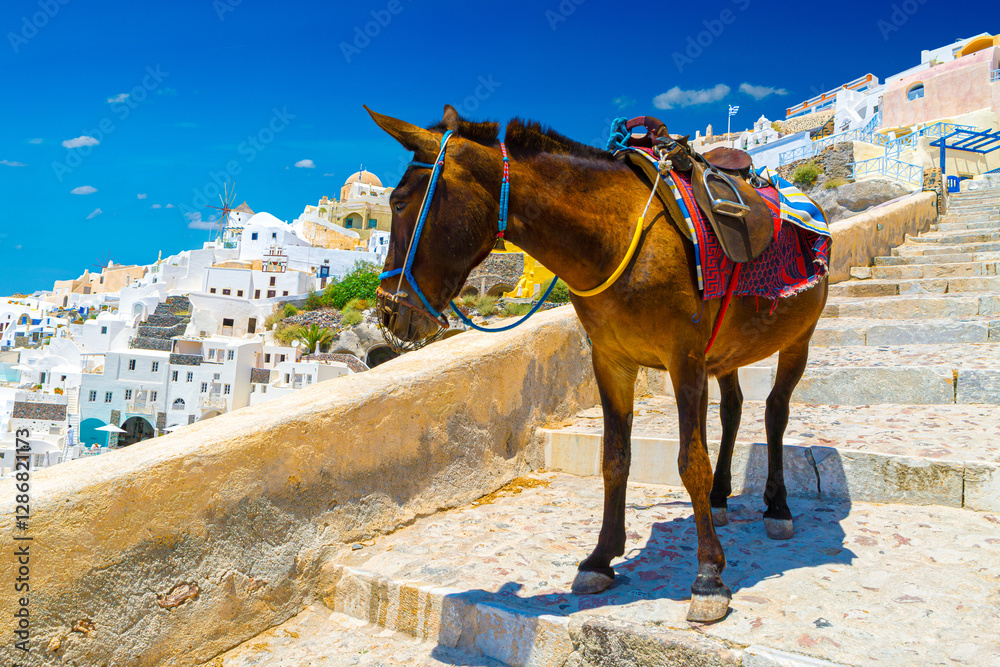 Donkey taxis in Santorini, Greece