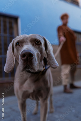 Cute grey dog ​​walking looking at camera with his owner