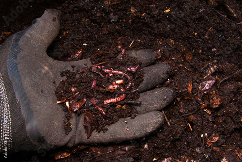 The photo shows a gloved hand holding organic compost with earthworms. Dark, nutrient-rich soil with visible remnants of plant materials and active worms.