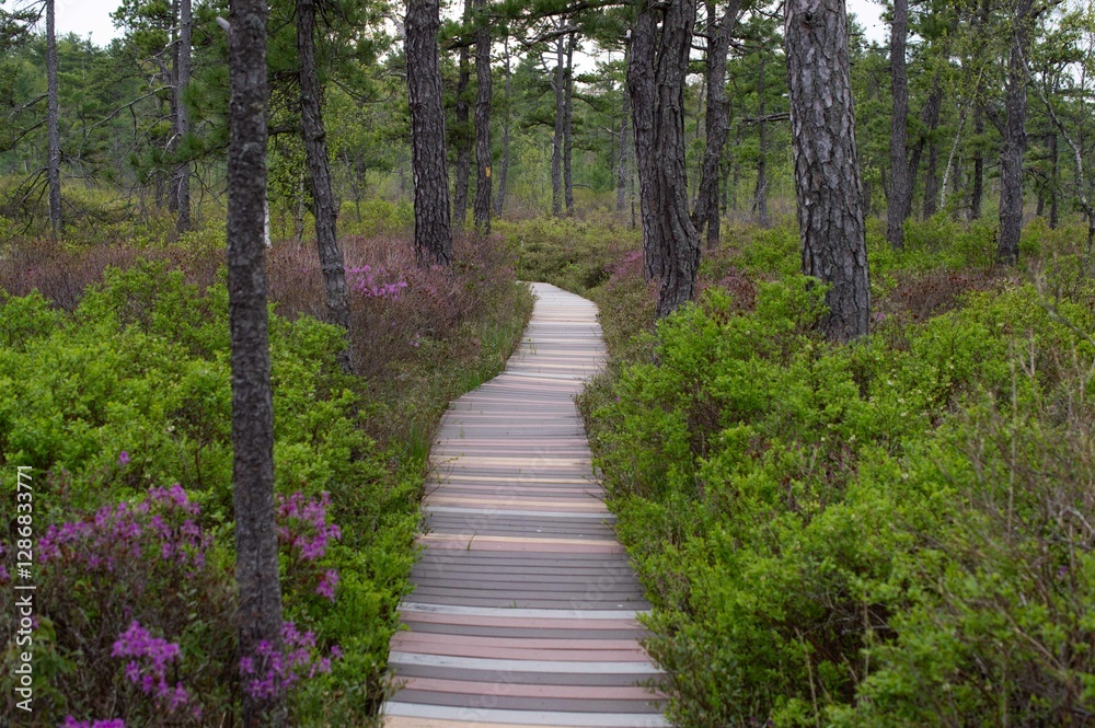 Fototapeta premium A boardwalk trail through a sphagnum bog in springtime in southern Maine