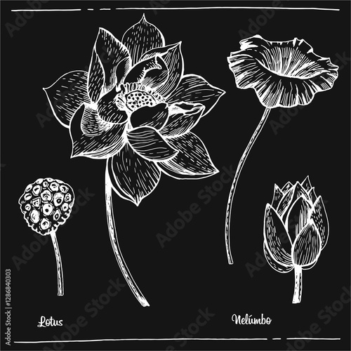 Graphic illustration Lotus