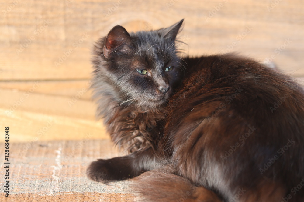 Obraz premium cat on the floor