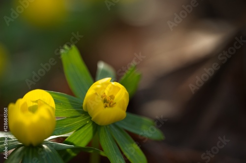 beautiful yellow colored winter aconite flowers in a forest