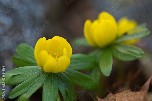 beautiful yellow colored winter aconite flowers in a forest