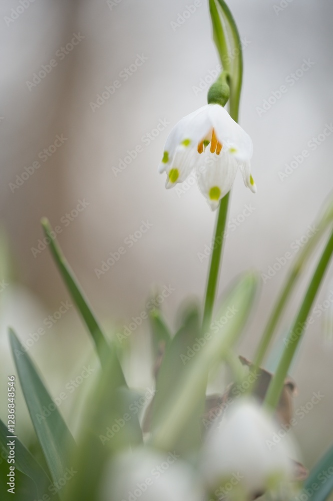 Fototapeta premium spring snowflake flower in early spring in a forest