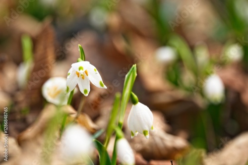spring snowflake flowers in early spring in a forest
