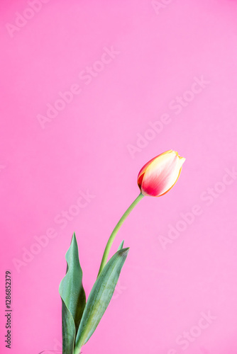 single pink and yellow tulip
