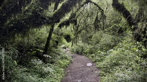 Natural trails of the Ecuadorian Amazon