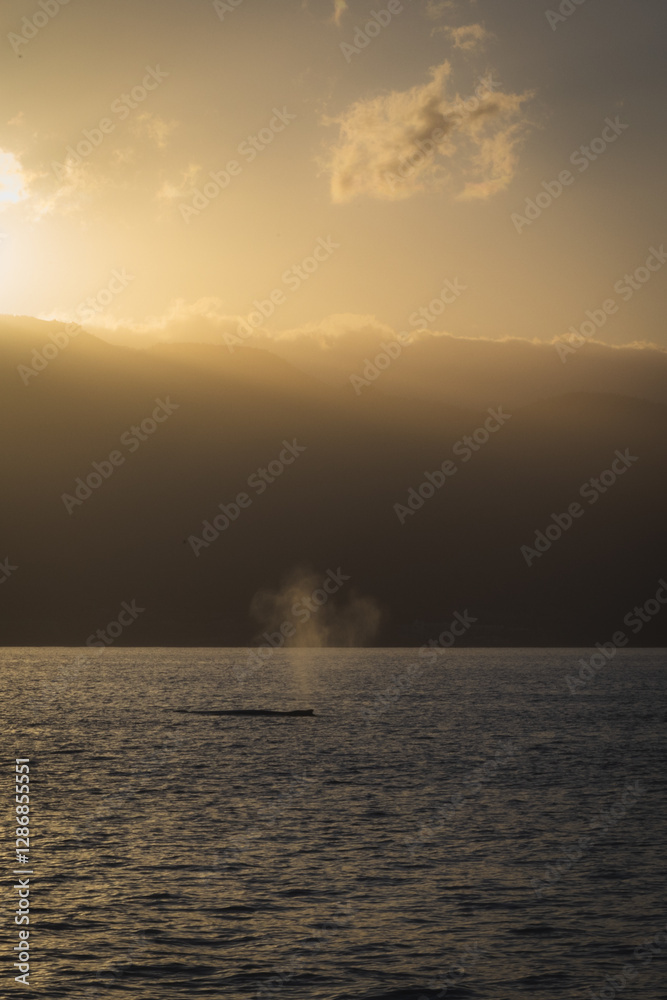 Fototapeta premium Sunrise with the whales
