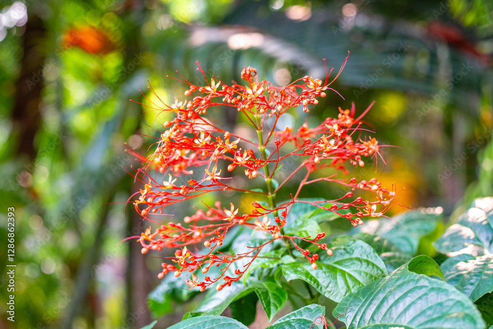 Fotografie Clerodendrum paniculatum red flower surrounded by greenery