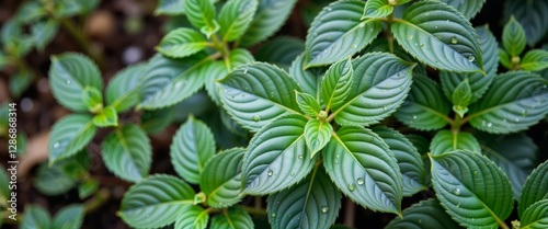 Lush green leaves with raindrops in spring garden, renewal and freshness