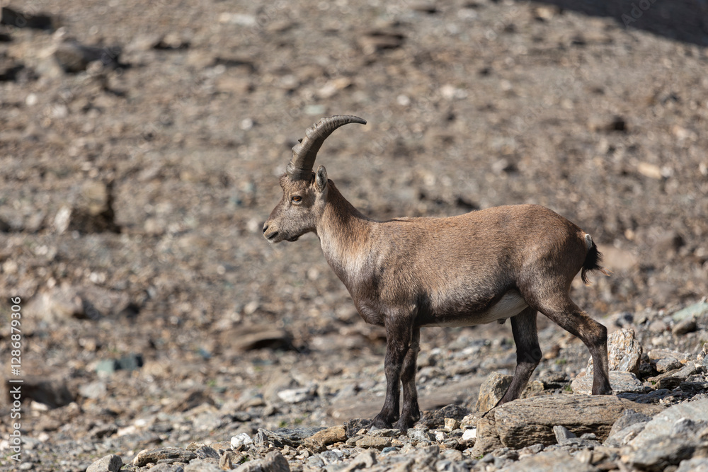Alpine Ibex (Capra ibex), Aosta Valley, Italy Alpine Ibex (Capra ibex), Aosta Valley, Italy