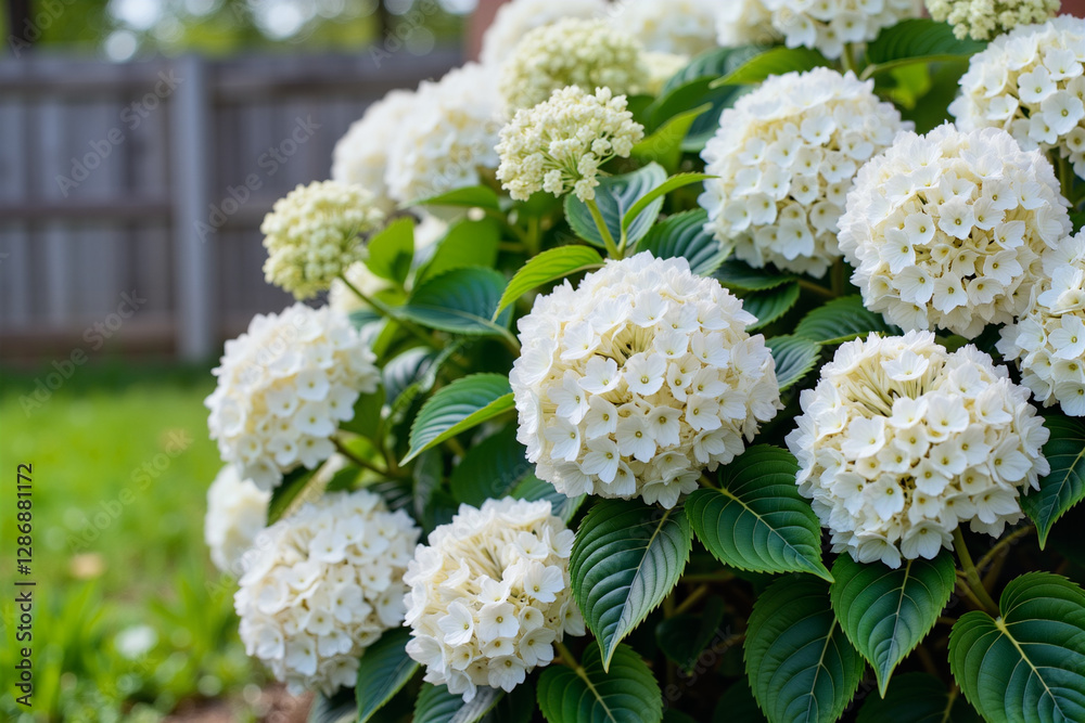 Large white hydrangea blooms in suburban backyard, summertime beauty Large white hydrangea blooms in suburban backyard, summertime beauty