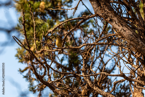 Phylloscopus canariensis pertenece a la familia de 	Phylloscopidae. photo