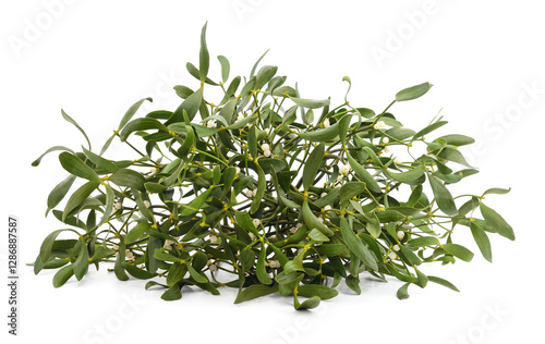 Green mistletoe with berries.