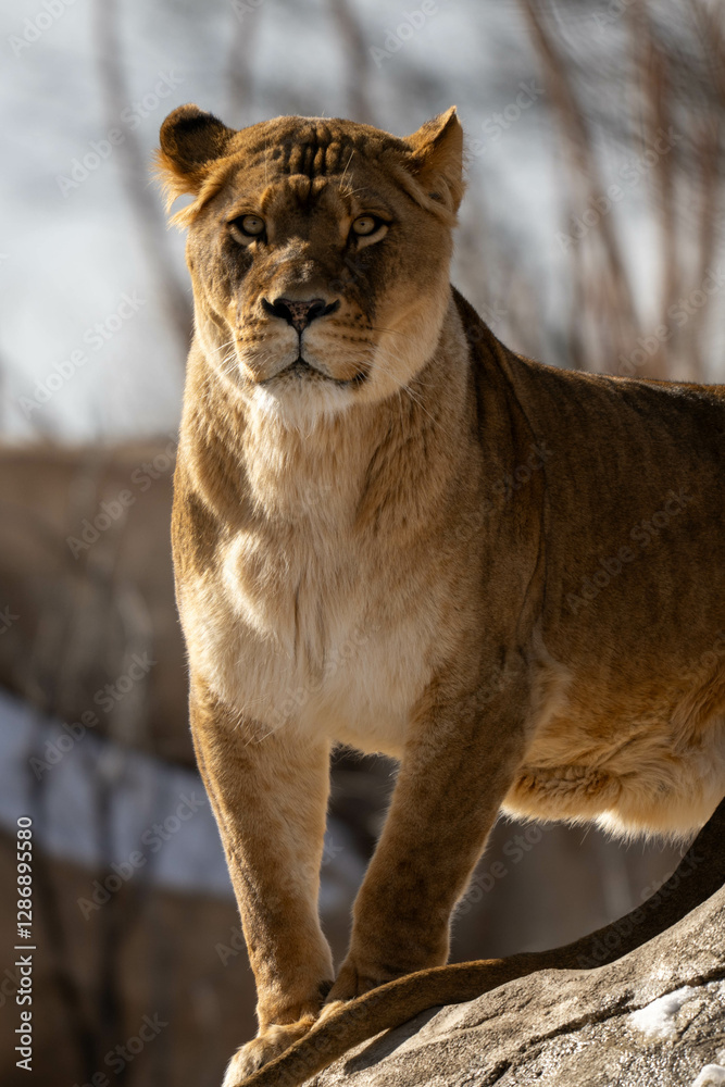Obraz premium lioness in zoo