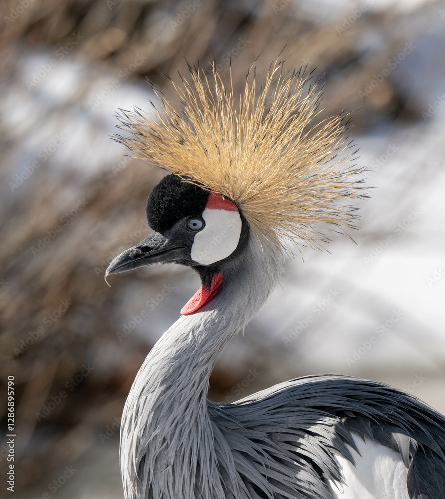 Fototapeta premium grey crowned crane