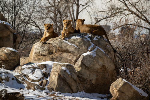lions on a rock