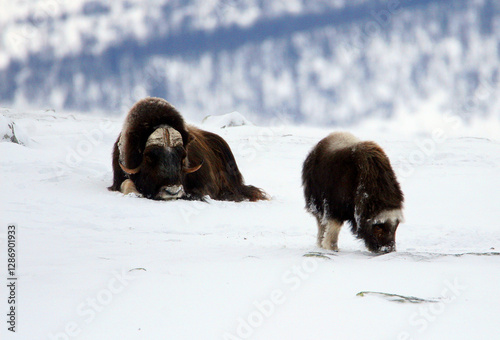 Bœuf musqué femelle et son veau, parc national du Dovrefjell en Norvège