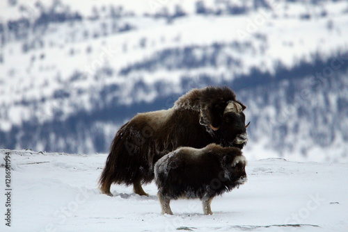 Bœuf musqué femelle et son veau, parc national du Dovrefjell en Norvège