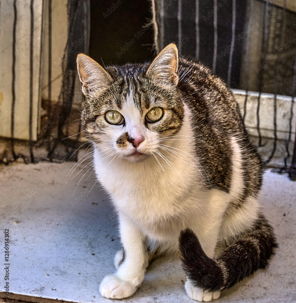 Stray cat staring at the camera outdoors Stray cat staring at the camera outdoors