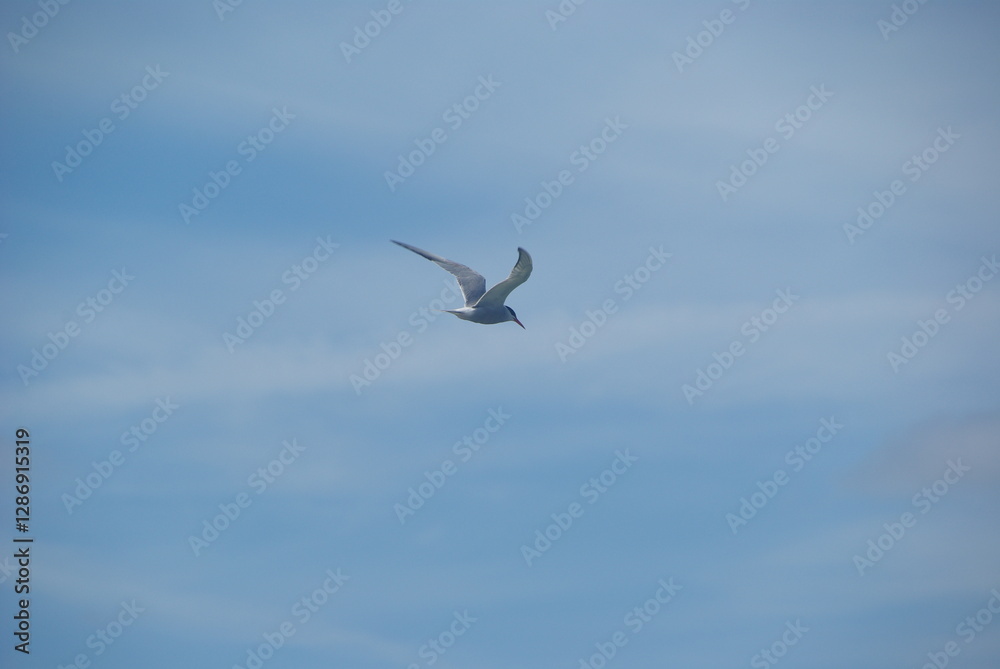 A common tern in flight against a blue sky A common tern in flight against a blue sky