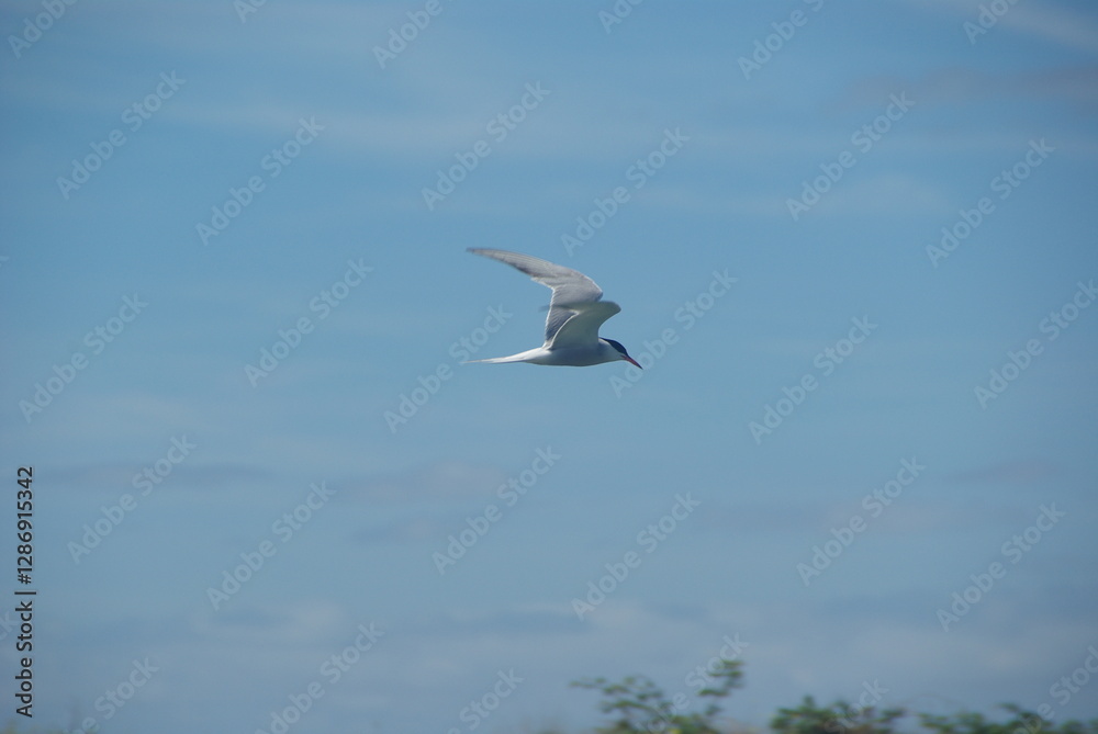 A common tern in flight against a blue sky A common tern in flight against a blue sky