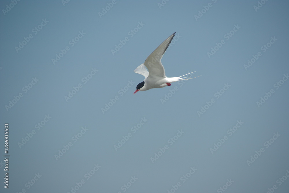 Arctic tern in flight at the tern colony at the Eidersperrwerk with blue sky in the background Arctic tern in flight at the tern colony at the Eidersperrwerk with blue sky in the background