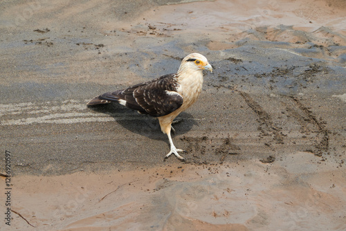 Jaco, Costa Rica - November 21, 2024 - Caracara cheriway bird of prey in the family Falconidae in the banks of Tarcoles river, in Puntarenas province