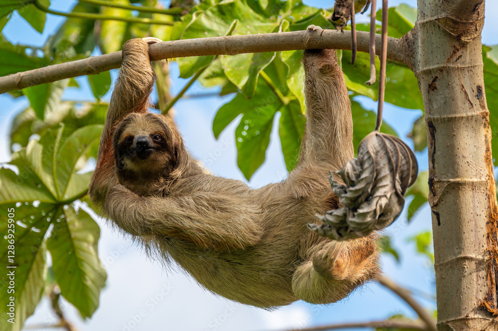 Fototapeta premium Cute sloth (Bradypus) hanging on tree branch with funny face look, perfect portrait of wild animal in the Rainforest