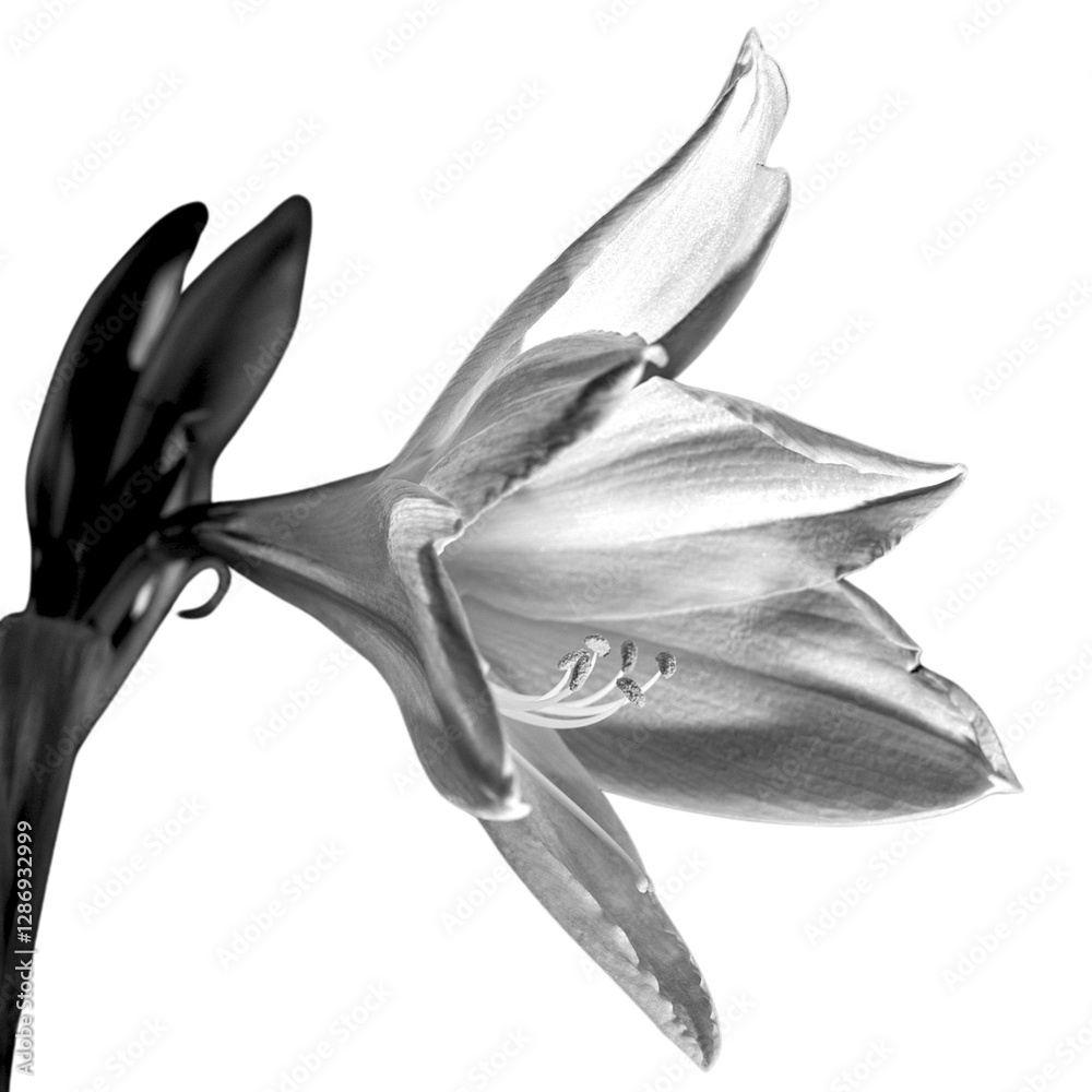 Obraz premium black-white amarylis flower isolated white background