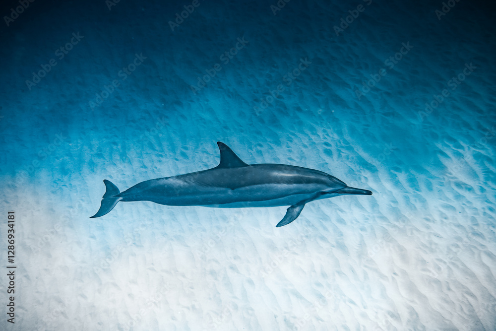 Fototapeta premium dolphin in blue water