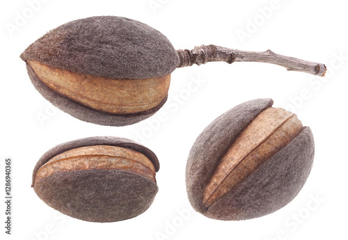 Three raw unpeeled almond nuts isolated cut out 