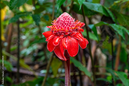 Close-up shot of a beautiful red flower called Caribbean rose (Etlingera Elatior) photo