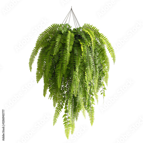 Hanging Fern with Cascading Green Fronds Isolated on Transparent Background