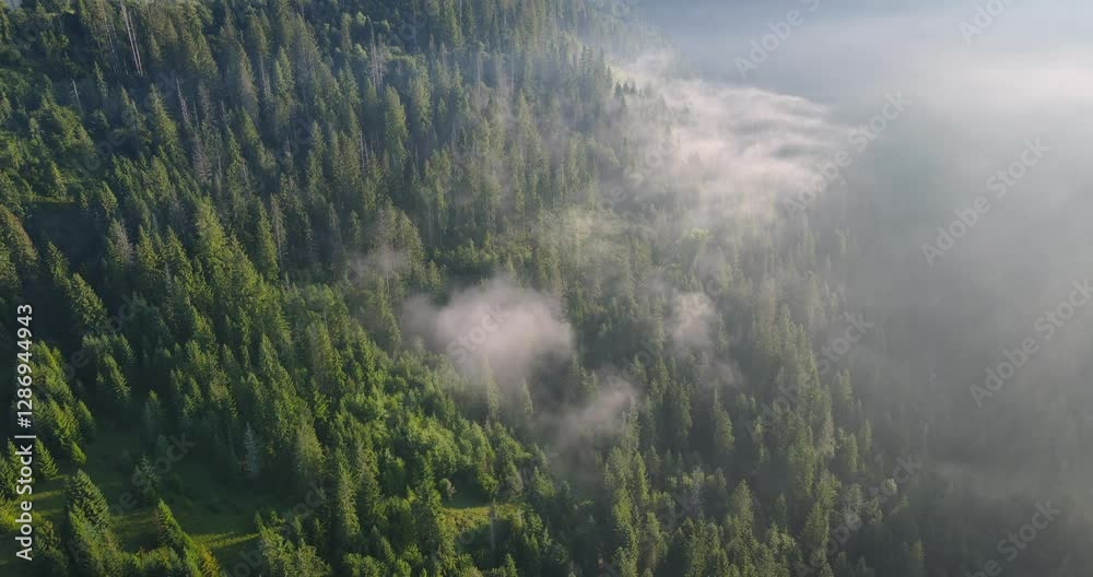 Foggy wooded mountains in the morning. The concept of natural landscape. Foggy wooded mountains in the morning. The concept of natural landscape.