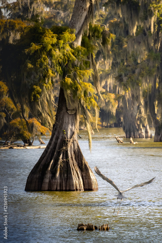 Heron Taking Flight from a Tree Stump at Lake Martin, Louisiana, USA
