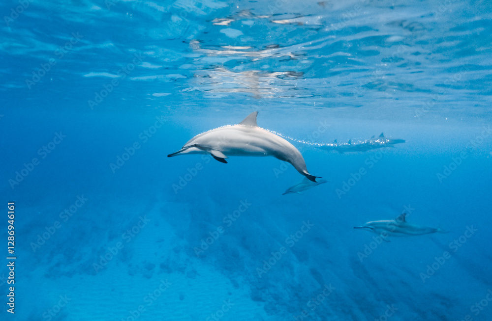 dolphin in the sea