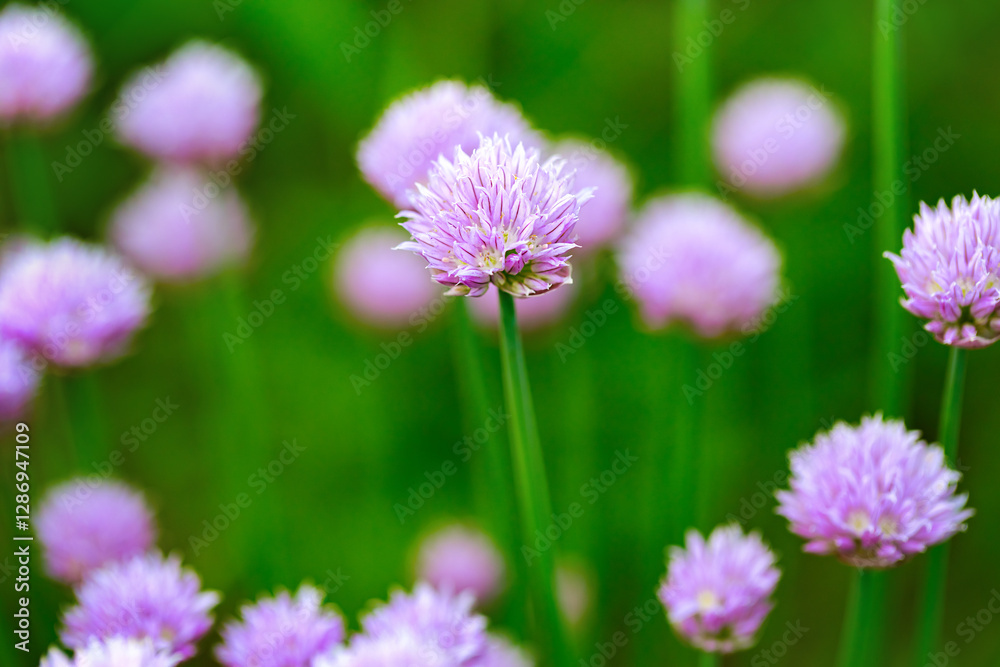 Garden herb chives or Allium Schoenoprasum in bloom. Meadow of Allium flowers in full bloom, focus on central flower. Shallow depth-of-field. Garden herb chives or Allium Schoenoprasum in bloom. Meadow of Allium flowers in full bloom, focus on central flower. Shallow depth-of-field.
