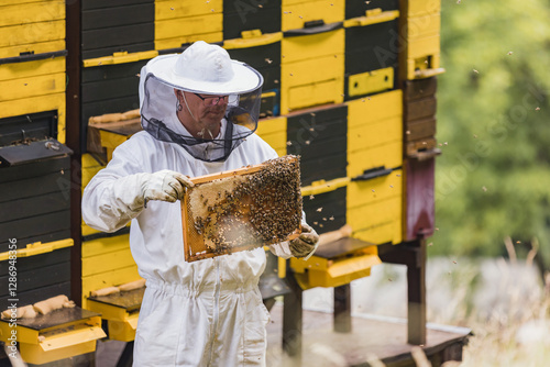 Beekeeper working collect honey at beehive and checking honeycomb with bees flying around
