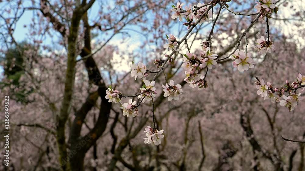 Early spring. The beginning of flowering of primroses and wild almond trees (Prunus dulcis). Flower buds opened, the first pink flower Early spring. The beginning of flowering of primroses and wild almond trees (Prunus dulcis). Flower buds opened, the first pink flower