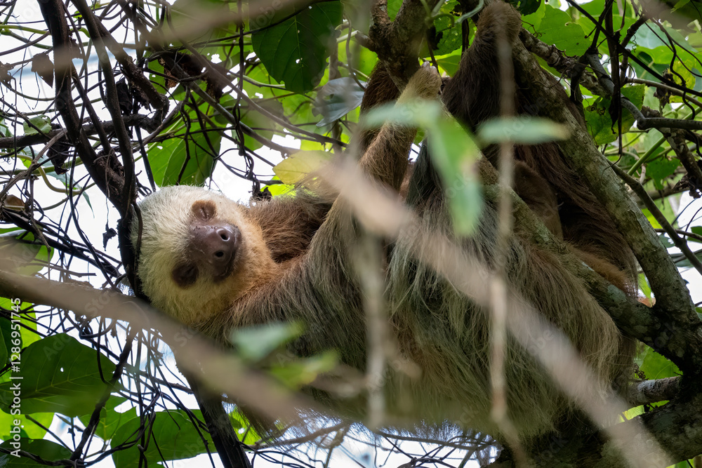 Fototapeta premium A sloth hangs upside down in a tree, looking at the camera..