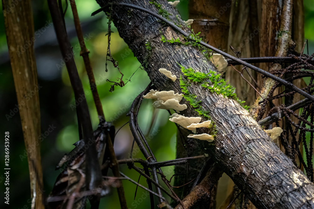 Fungi and moss grow on a fallen tree branch in a lush forest.. Fungi and moss grow on a fallen tree branch in a lush forest..