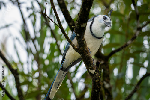 A white-throated magpie-jay perches on a mossy branch.. photo