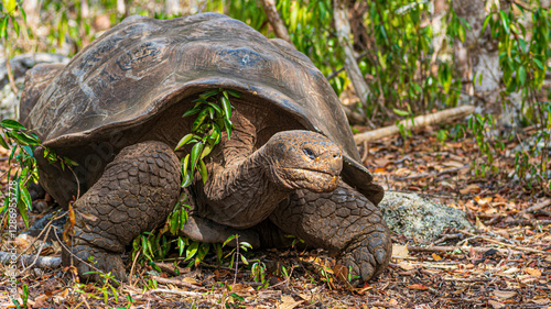Photography Riesenschildkröten auf San Cristobal, Galapagos und Kicker Rock